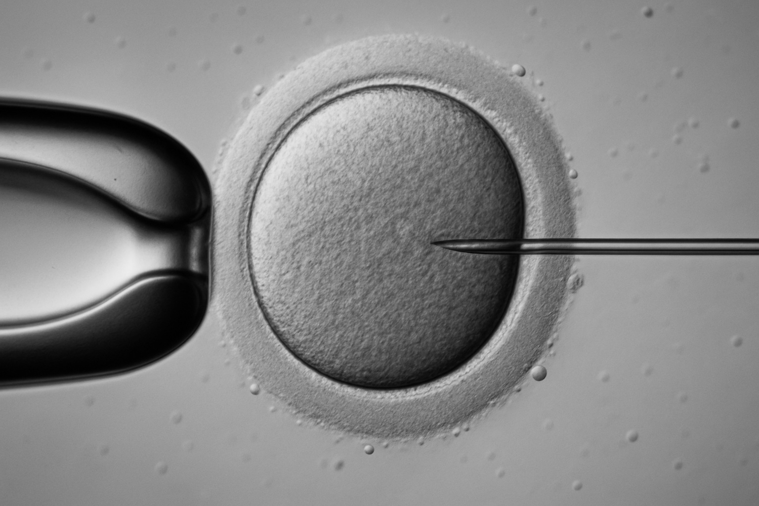 At the frontier of genetics: lab-made human eggs and the dilemmas of redesigning life.